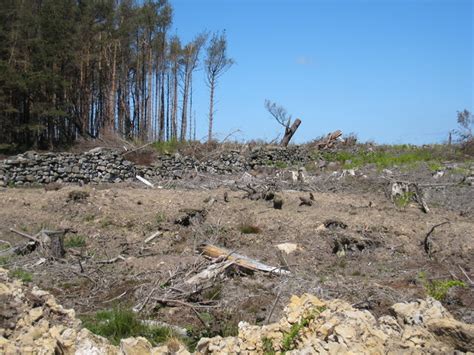 Deforestation of Guisborough Woods © Philip Barker cc-by-sa/2.0 :: Geograph Britain and Ireland