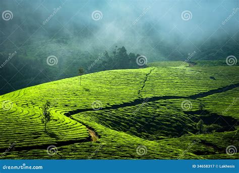 Sunrise At Tea Plantation. India, Munnar, Kerala Royalty Free Stock Photography - Image: 34658317