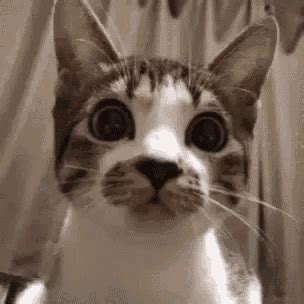 Cat Stare GIF - Cat Stare Curious - Discover & Share GIFs