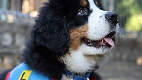 Bernie's Journey - Bernese Mountain Dog Training Assistance Dogs ...