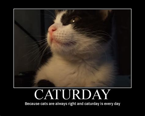 [Image - 8324] | Caturday | Know Your Meme