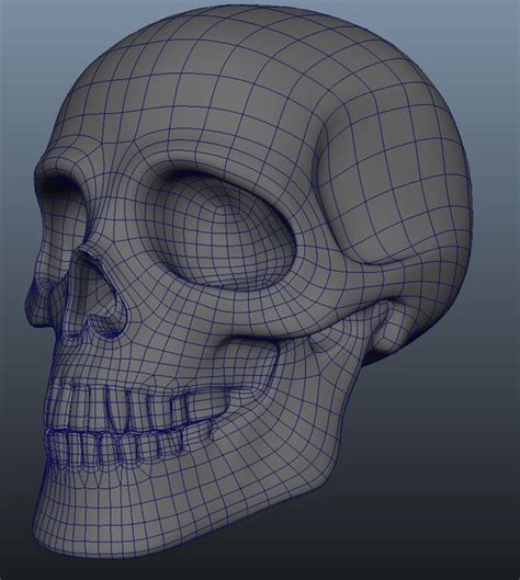 human skull 3d model