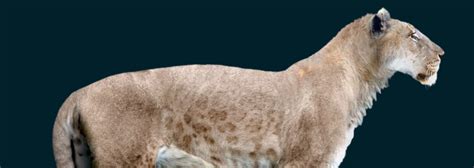 Britain's Stone Age animals: the cave lion