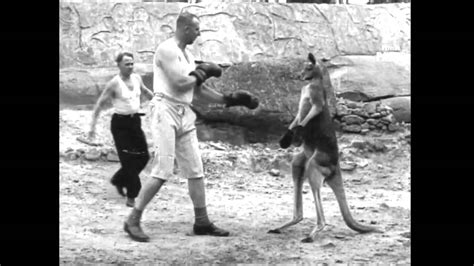 Kangaroo Boxing Human