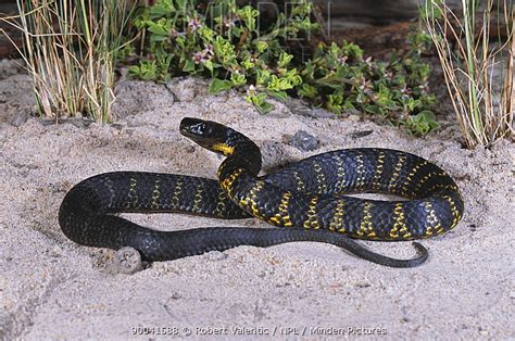 Minden Pictures - Tasmanian tiger snake (Notechis ater humphreysi) basking on coastal dune, Low ...