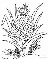 Printable Pineapple Coloring Pages For Kids sketch template