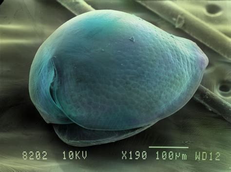 Phylogeography of cladocerans in the Northern Palearctic