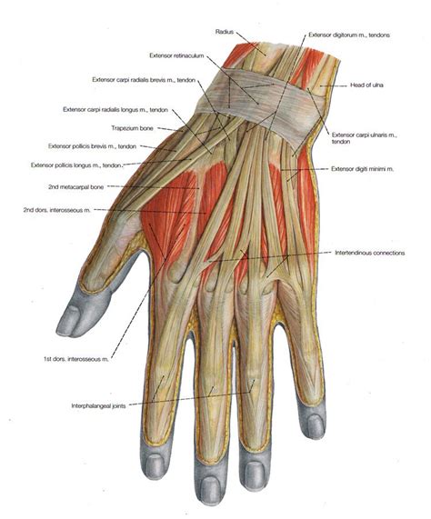 Musculature of the Hand - Posterior View Shoulder Muscle Anatomy, Arm Muscle Anatomy, Hand ...