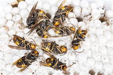 Dead Asian Hornets on Nest Honeycombed Macro Studio Stock Photo - Image ...