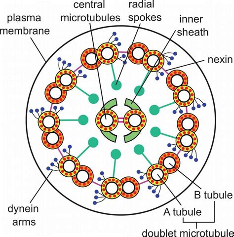 Figure 1.5. Cilium and Flagellum Structure Microtubules are organized into a ring of 9 doublets ...