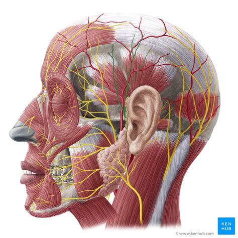 Temple Anatomy - Anatomy Reading Source