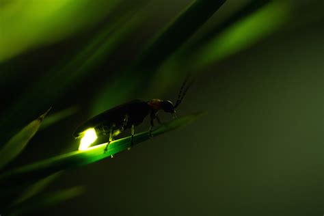 Fireflies help kindle new tests and treatments for COVID-19 - TMC News