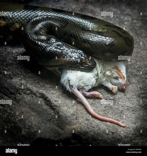 Snake Eating Live Mouse