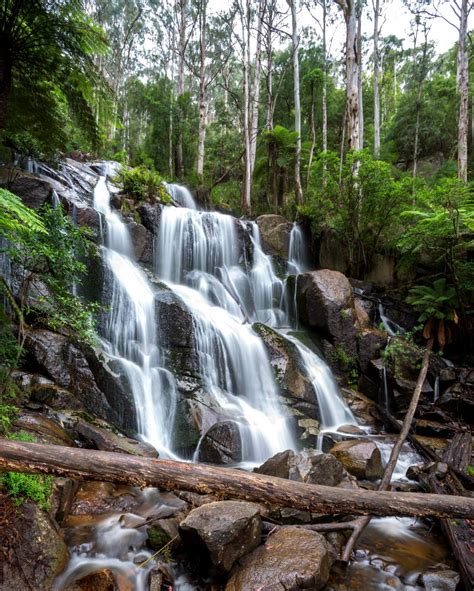 Explore Toorongo Falls in Noojee | AdventureMe