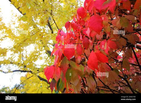 Burning Bush in Autumn Stock Photo - Alamy