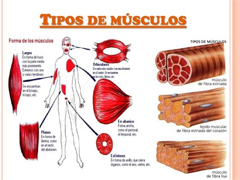 Sistema muscular