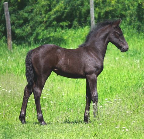 Friesian Heritage Horse Foal Contest 2013