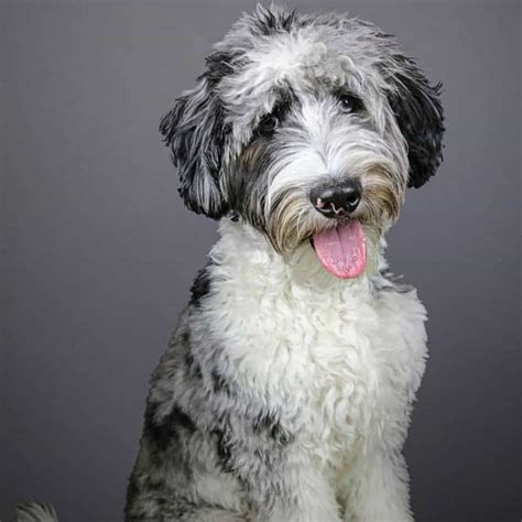 Australian Shepherd Poodle Mix Facts