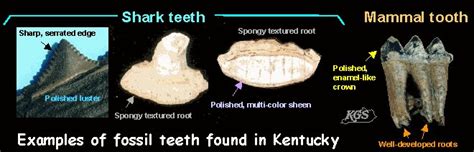 Fossil teeth, claws, or horns, Kentucky Geological Survey, University of Kentucky