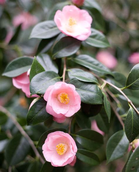 Collecting Camellias and Memories - Flower Magazine | Camellia plant, Flowers, Beautiful pink ...
