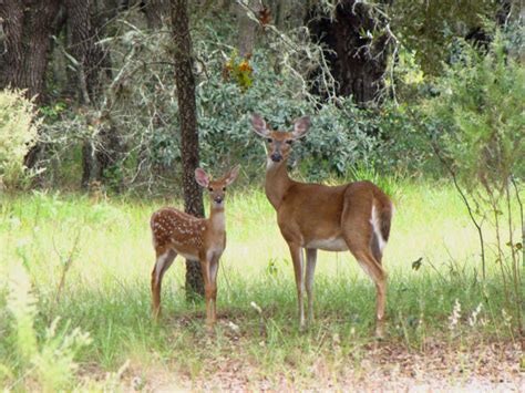 Illinois Wildlife and Nature