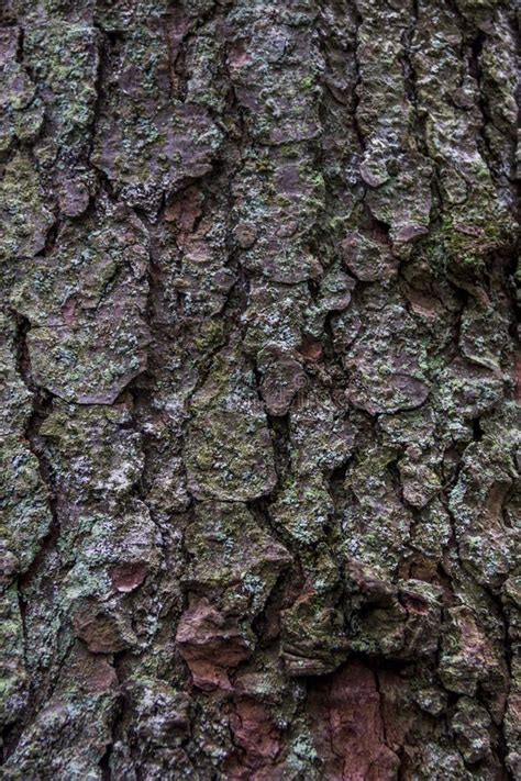 Close-up bark of spruce stock photo. Image of plant - 133536916