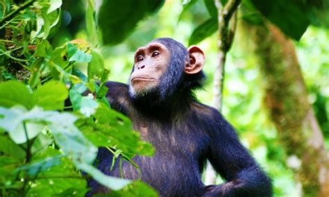 Kibale Forest National Park | Chimpanzee Trekking in Uganda | Uganda