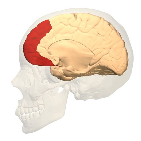 Students weigh in on marriage before age 25, frontal lobe development - The Baylor Lariat