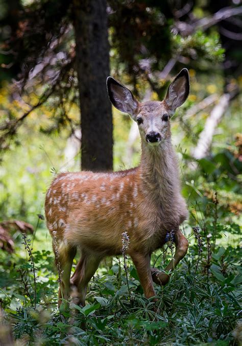 Mule Deer Fawn Photograph by Michael Chatt