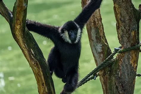 Black Spider Monkey Facts - Black Spider Monkey Information - Kidz Feed