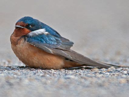 Barn Swallow, Identification, All About Birds - Cornell Lab of Ornithology