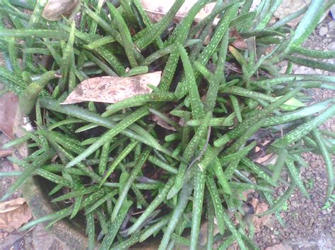 Rare Ayurvedic Plants: aloe vera ,types