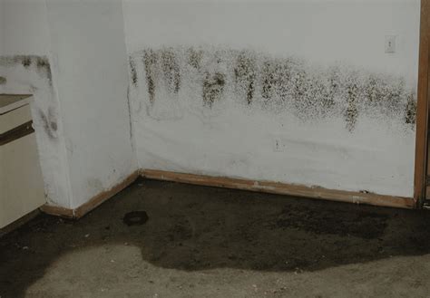 Here's What You Didn't Know About Basement Moisture Control in Sandy ...