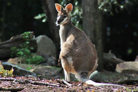 Whiptail Wallaby (Macropus parryi) - ZooChat