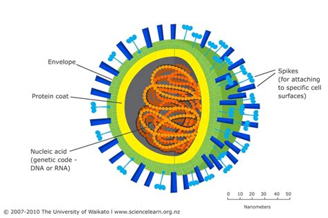 Virus strains — Science Learning Hub