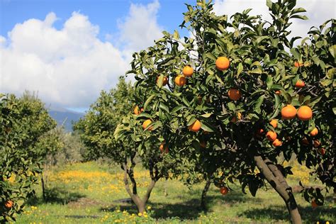 Fruta Laranjas Comida - Foto gratuita no Pixabay - Pixabay