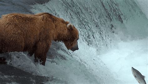 Bear-eating-fish GIFs - Get the best GIF on GIPHY