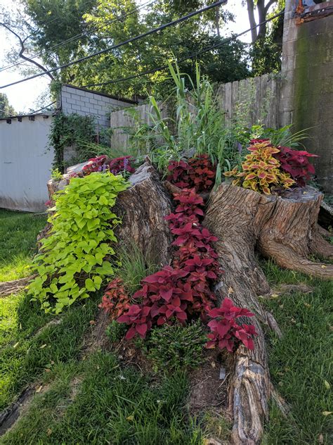 Dig Up Tree Stump : The stump will show visual signs of rotting. | MyPicturesEffect