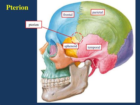 PPT - Skull, Cranial Nerves, Arteries, Veins, and Meninges PowerPoint Presentation - ID:3198517