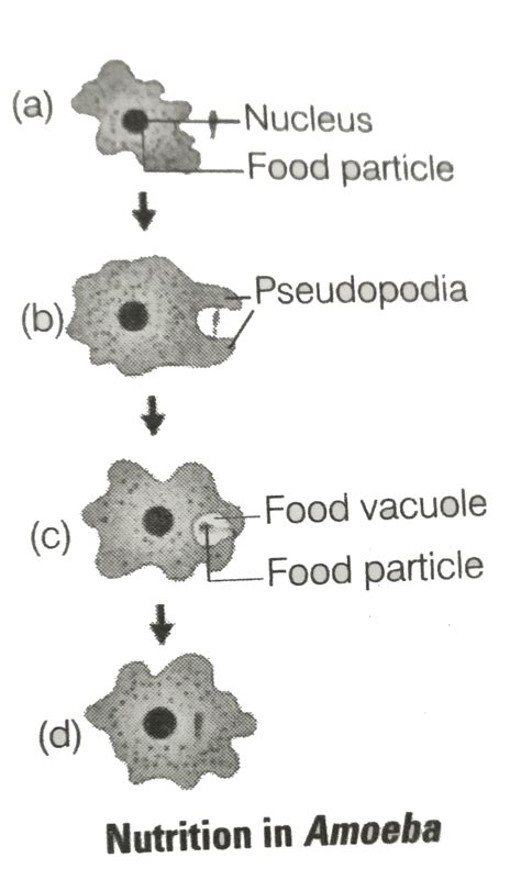 Nutrition In Amoeba Diagram