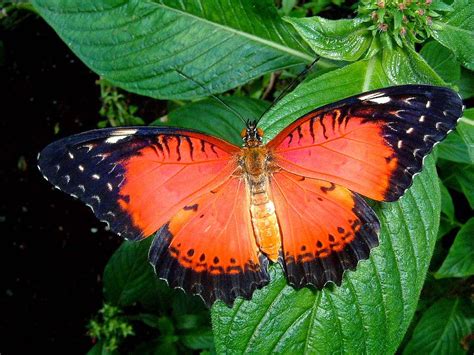 7 of the Most Colorful Butterfly Species | Fun Animals Wiki, Videos ...