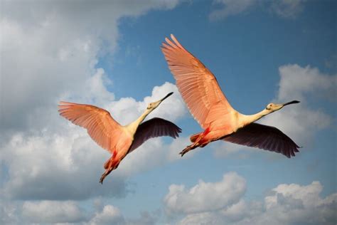 How To Spot Wild Flamingos In The Florida Keys - Commercial Real Estate ...