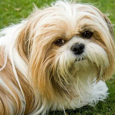 How To Care For Shih Tzus | VIDA Veterinary Care