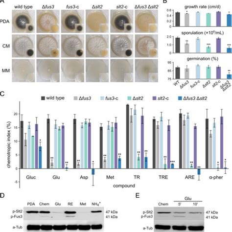 The MAP kinases Fus3 and Slt2 are involved in V. dahliae chemotropism... | Download Scientific ...