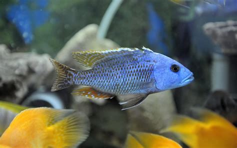 African Cichlids: Care, Food, Fish Tank, Types & Behavior (2019 Guide)