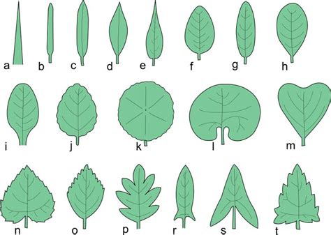 Kształt liścia – Wikipedia, wolna encyklopedia | Hojas, Disenos de unas ...