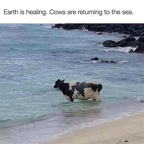 Earth Is Healing Cows Are Returning To The Sea - Meme - Shut Up And Take My Money