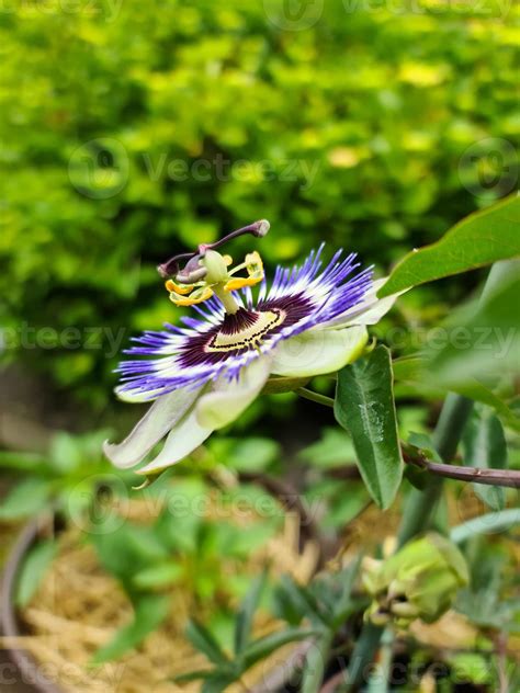 Beautiful passiflora flower in bloom with a soft background. 9261875 Stock Photo at Vecteezy