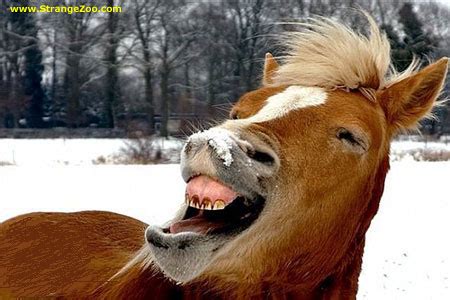 Funny Horse | Face | Funny And Cute Animals