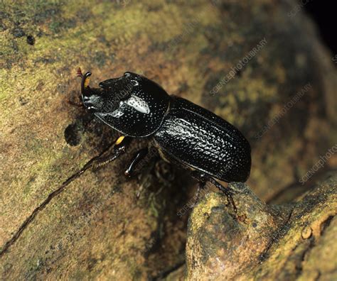 Wood boring beetle - Stock Image - C003/9113 - Science Photo Library